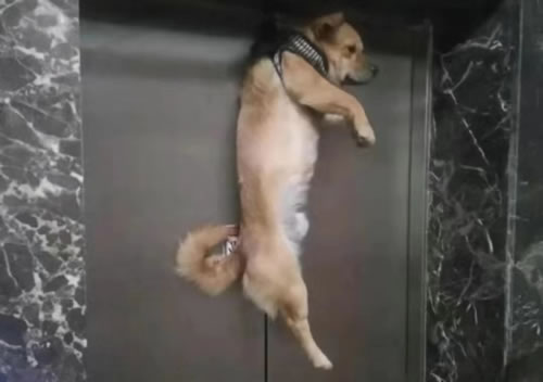 狗被電梯門夾住